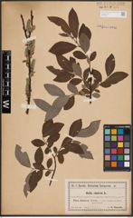 Foto von Salix cinerea L.